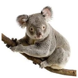 Sticker animal Koala 120x110cm