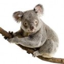 Sticker animal Koala 120x110cm