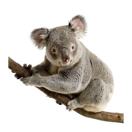 Sticker animal Koala 100x95cm
