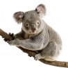 Sticker animal Koala 100x95cm