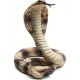 Sticker serpent Cobra cobra