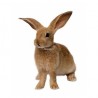 Sticker lapin lapin