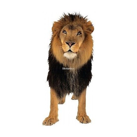 Sticker Lion 2 lion 2