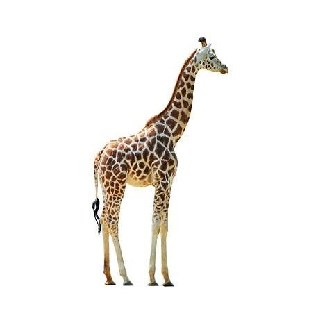Sticker animal Girafe 72x130cm